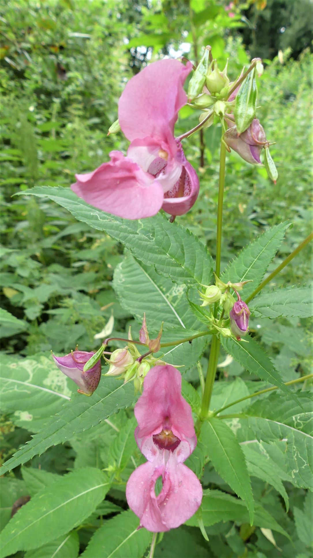 Kattwinkel-Wildkraeuter